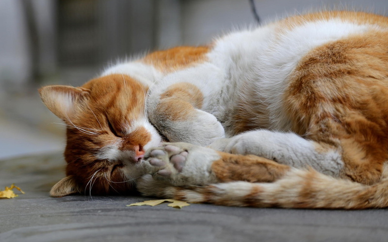 no people, 1080P, whisker, mammal, close-up, resting, animals, feline, domestic cat, animal, lying down, domestic animals, relaxation, cat, pets, eyes closed