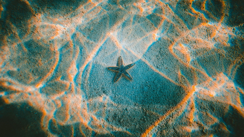 sun rays, starfish, underwater, 4K, waves, Jakob Owens, photography, natural light