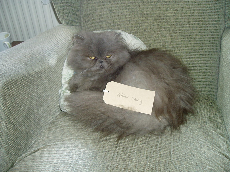 chair, love, animals, silver, also, lining, 1080P