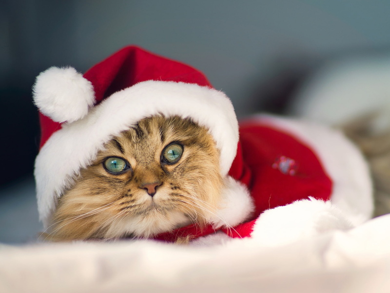 1080P, also, Kitty, Love, Christmas