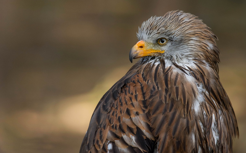 kites, animal body part, hd, animal head, looking, hawk - bird, animal, close-up, accipitridae, day, profile view, milvus, beak, also, mobile, outdoors