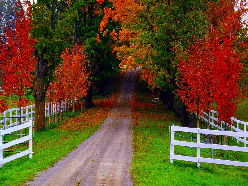 footpath, also, tranquility, plant, diminishing perspective, tree, treelined, autumn collection, day, beautiful, fence, road, growth, autumn, 720P, the way forward