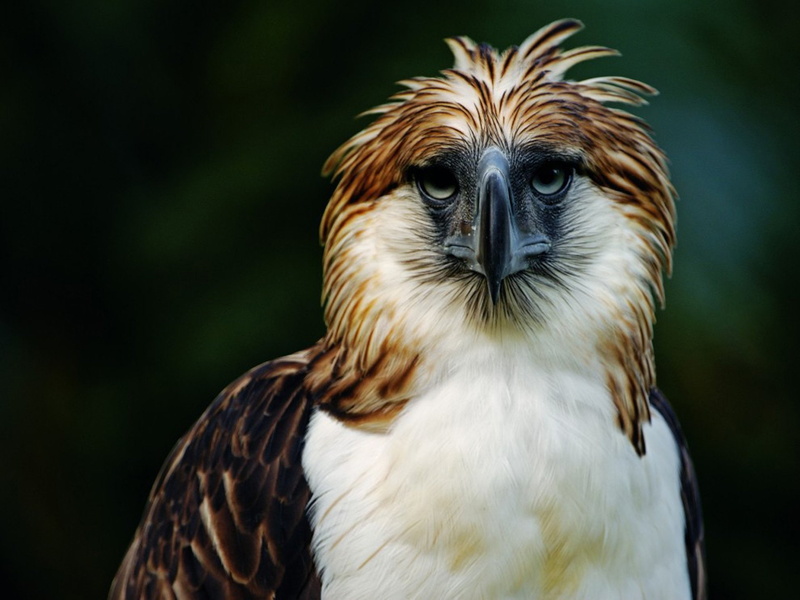1080P, Philippine Eagle, The Philippine Eagle, Birds