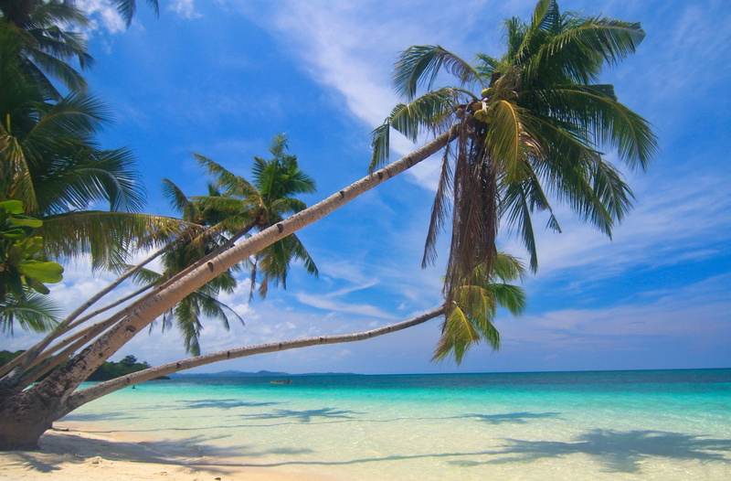 palm leaf, sand, summer, plant, swimming pool, idyllic, water, beauty in nature, land, tranquility, scenics - nature, Philippines, tropical climate, palm trees