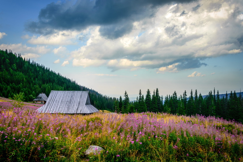 outdoors, poland, growth, tatra mountains, tree, meadow, beauty in nature, mountains, zakopane, cloud - sky, flower, land, landscape, freshness, tranquil scene