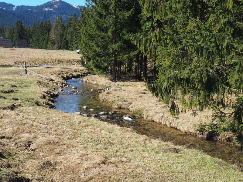landscape, growth, stream, zakopane, environment, scenics - nature, nature, no people, day, trees, tree, land, beauty in nature, mountains, tranquility