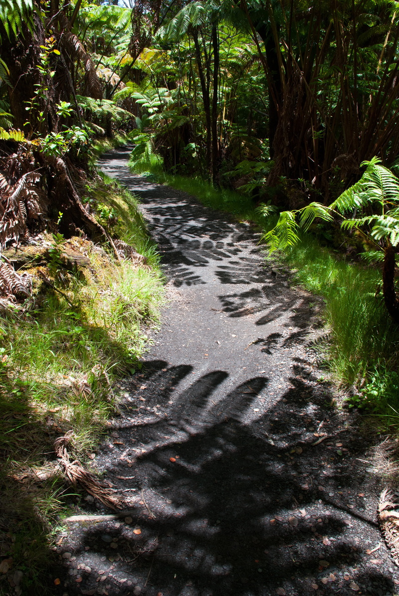 flowing, tranquility, land, no people, outdoors, direction, growth, shadow, the way forward, path, day, trail, fern, flowing water, sunlight, beauty in nature