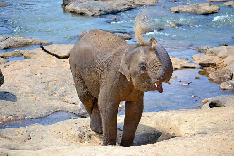 rock - object, animal themes, shallow focus, 1080P, ceylon, river, elephants, beach, mammal, bath, gray, nature, pinnawala, land, no people, focus, sun bath