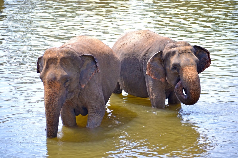 waterfront, animal family, animal trunk, ceylon, day, animal themes, two animals, outdoors, group of animals, vertebrate, sri lanka, asian elephant, animal wildlife