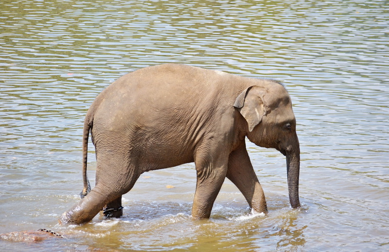 animal body part, river, drink, side view, day, Elephant, Baby, 1080P, maha oya river, Bath, african elephant, sri lanka, nature, drinking, no people