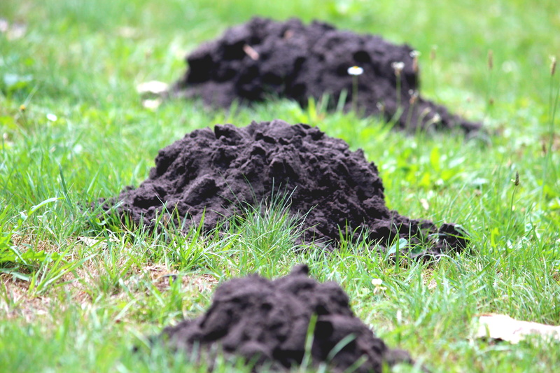 gardening, animal, land, 5K, no people, ground, destruction, grass, plant, environment, domestic, mole, vertebrate, mammal, black color, series, three