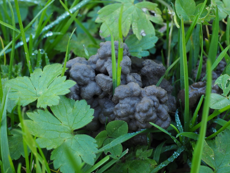 plant, food, beauty in nature, Earthworm, growth, selective focus, outdoors, field, freshness, high angle view, close-up, agriculture, healthy eating, earthworm heaps