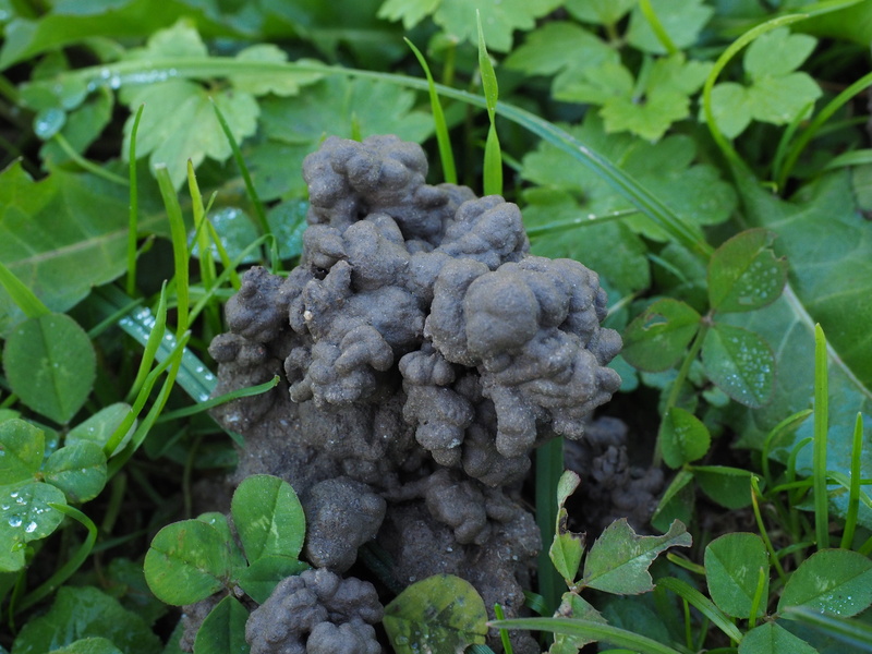 earth, land, earthworm heaps, erdhäufchen, wellbeing, growth, 4K, vegetable, food, nature, no people, full frame, plant part, freshness, leaf, close-up