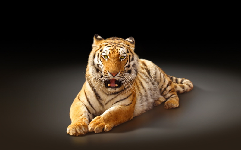 Black, Background, 2K, Tiger, Cat, Largest, Amur