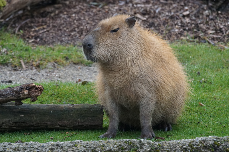 land, animal themes, animal, 5K, outdoors, guinea pig-like, herbivores, plant, grass, no people, hydrochoerus hydrochaeris, daytime, day, largest rodent