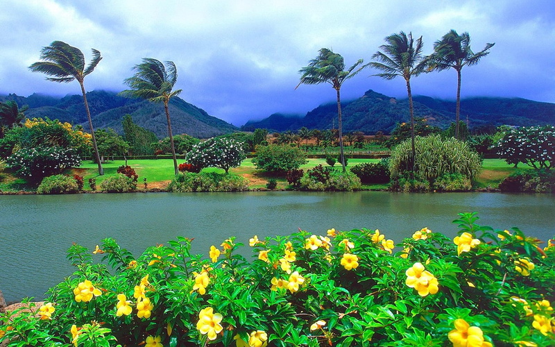 largest, palm, islands, 1080P, nature, maui, mountain, tropical, tree, island, lake, landscape, hawaiian, yellow, flower, second