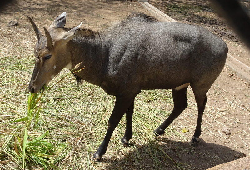 animal wildlife, largest, horned, india, sunlight, zoology, fauna, animals in the wild, nilgai, herbivorous, standing, domestic animals, asian antelope