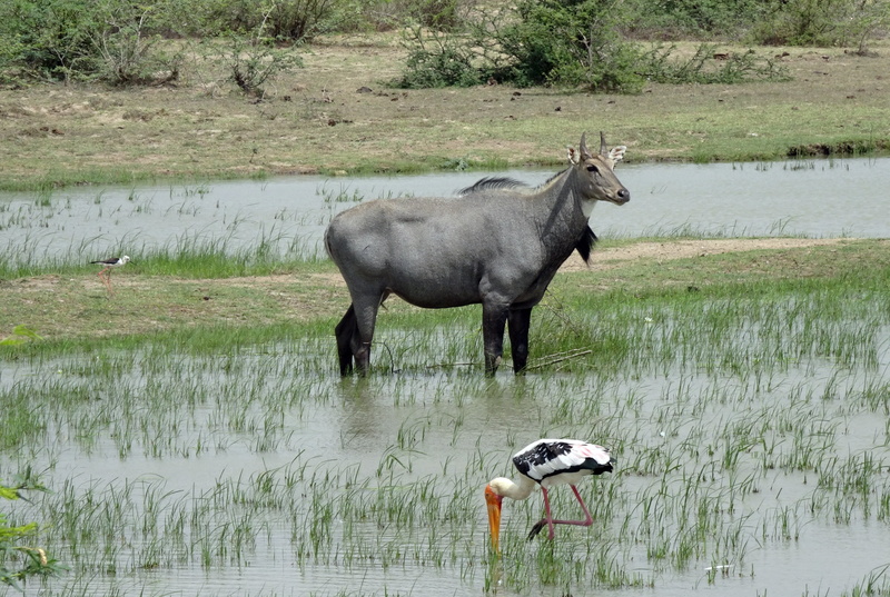 boselaphus tragocamelus, lake, outdoors, fauna, 4K, one animal, mammal, animal wildlife, domestic animals, nilgai, drinking, wild, plant, no people, animal