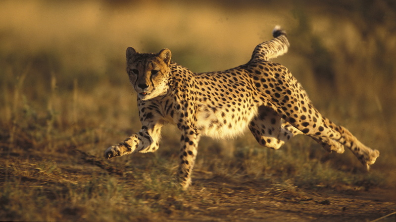 hd, 2K, run, action, stop, animals, cheetah