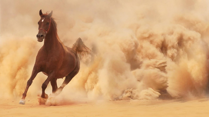 one animal, horse, livestock, dust, vertebrate, animal, power, domestic animals, motion, land, domestic, running, full length, outdoors, 1080P, animal wildlife