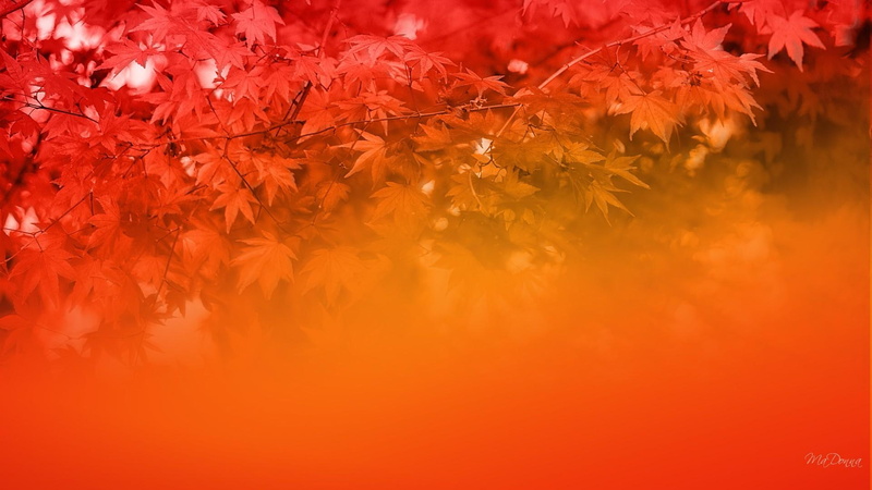 3d and abstract, trees, colors, light, fall, firefox persona, 1080P, season, majestic, color, yellow, orange, autumn, autumns
