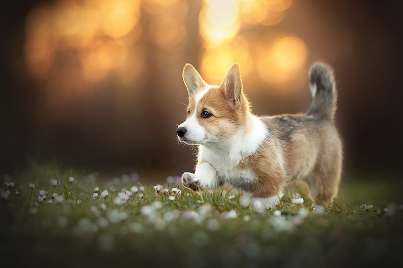 Corgi, each, dog, 1080P