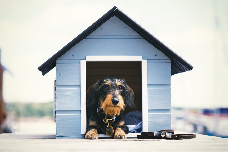 dog, house, 1080P, each