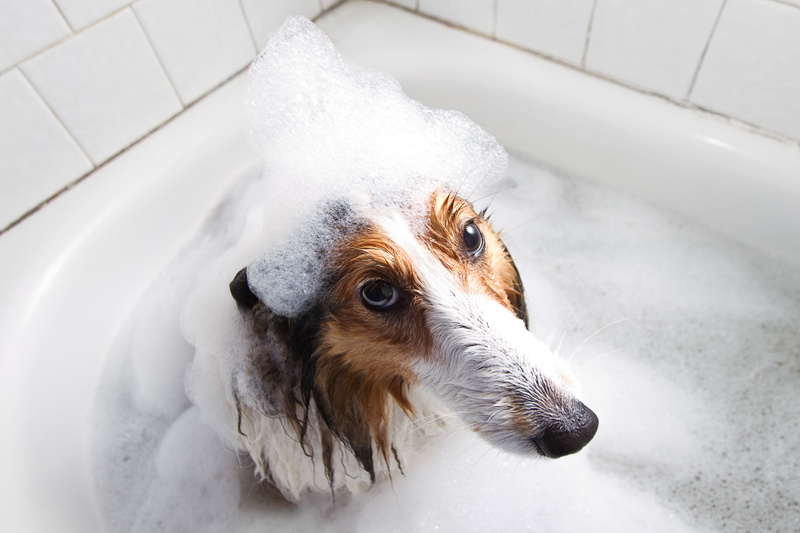 look, dog, each, 4K, bath