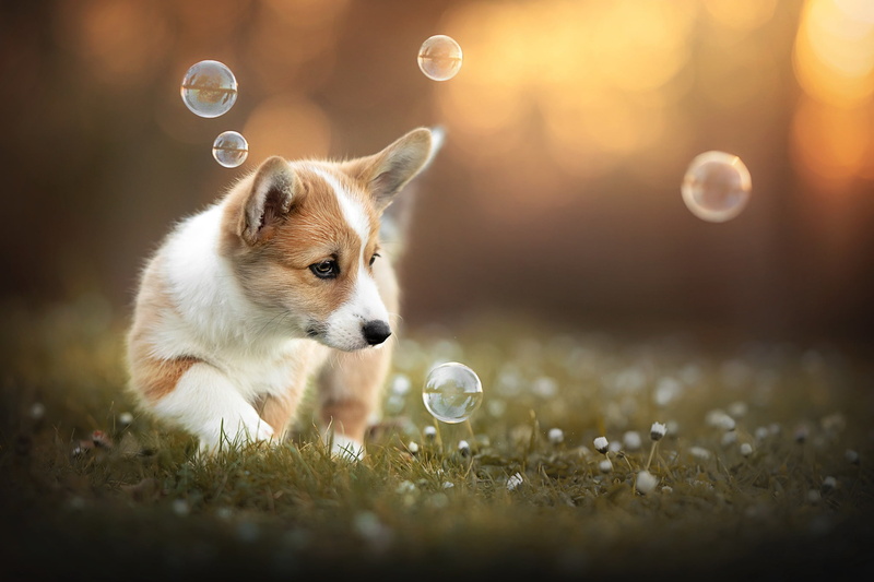 Corgi, 1080P, each, dog, nature, summer