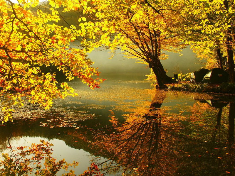 leaves, fall season, autumn, tree, 480P