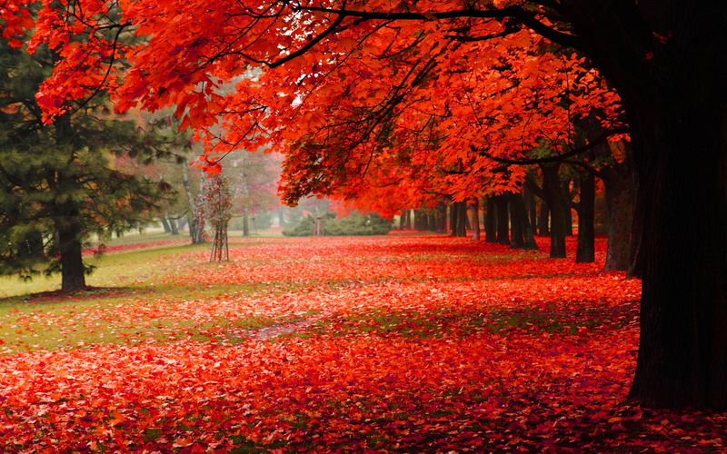 Nature, Park, blossoms, Scenery, 2K, Red, Foliage, cherry, Autumn