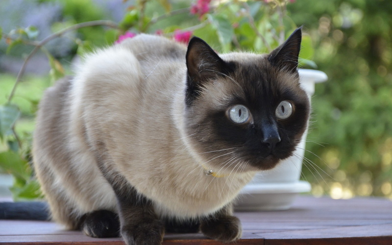 siamese cat, 2K, cat, cute, siamese
