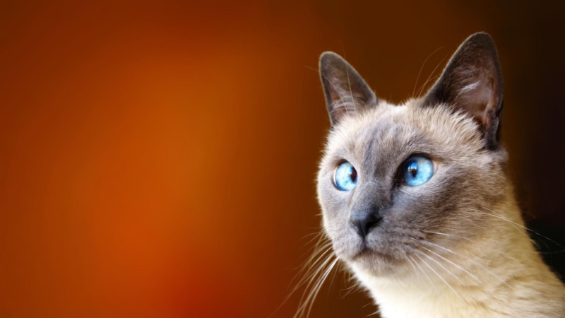 animals, funny, crosseyed, cat, siamese, 1080P