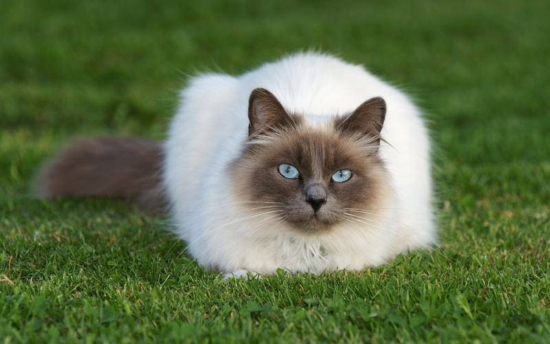 siamese, relax, grass, cat, siamese cat, beautiful, 1080P