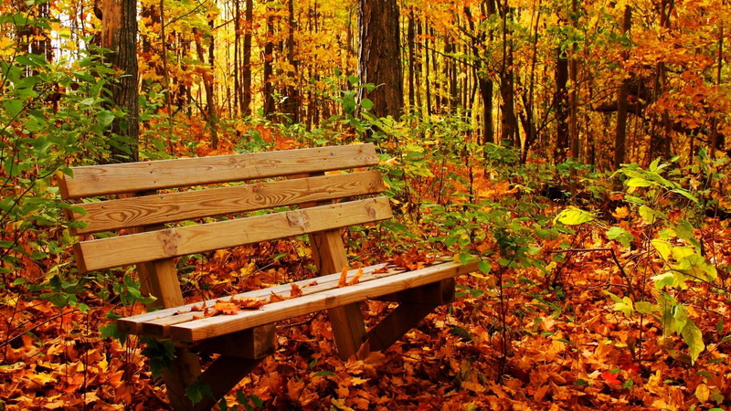 change, bench, land, life, outdoors, 1080P, day, no people, woodland, leaf, fall, tranquility, tree, plant, wood - material, romantic, autumn, park bench