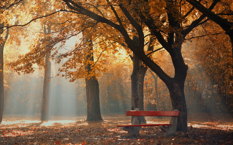trees, download 3840x2400 fark, foliage, bench, 4K, autumn backgrounds, park