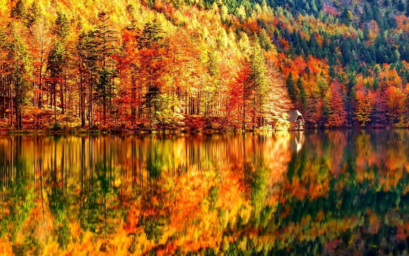 autumn collection, growth, water, reflection, orange color, idyllic, forest, reflection lake, tranquil scene, tranquility, nature, tree, no people, autumn