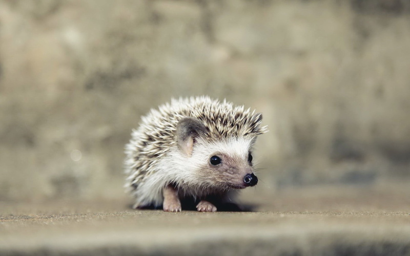hair, close-up, young animal, animals, portrait, mammal, cute, day, animal wildlife, hedgehog, nature, selective focus, no people, white, brown, outdoors