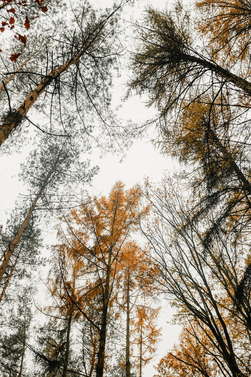 forest, fall, change, foggy, tree trunk, tall - high, tranquil scene, 5K, plant, beauty in nature, fog, autumn, tree, weather, walk, day, woods, trunk
