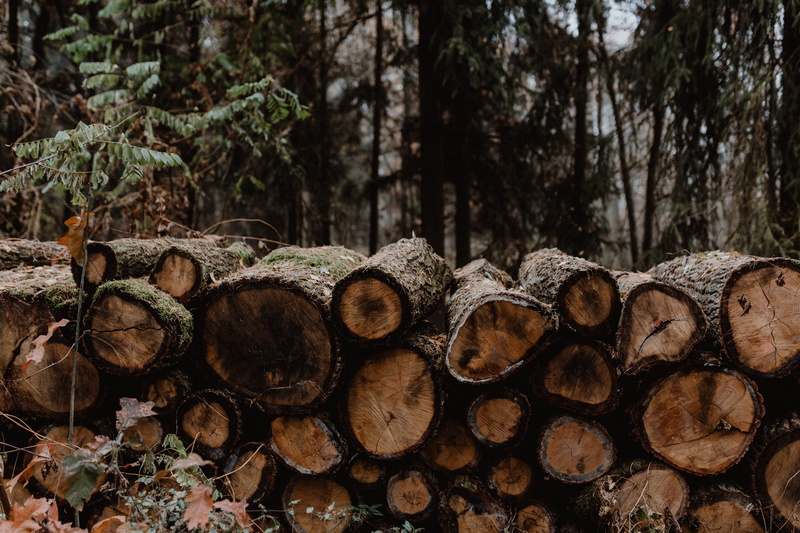fuel and power generation, wood - material, plant, firewood, foggy, fall, deforestation, autumn, november, nature, environmental issues, log, environmental damage