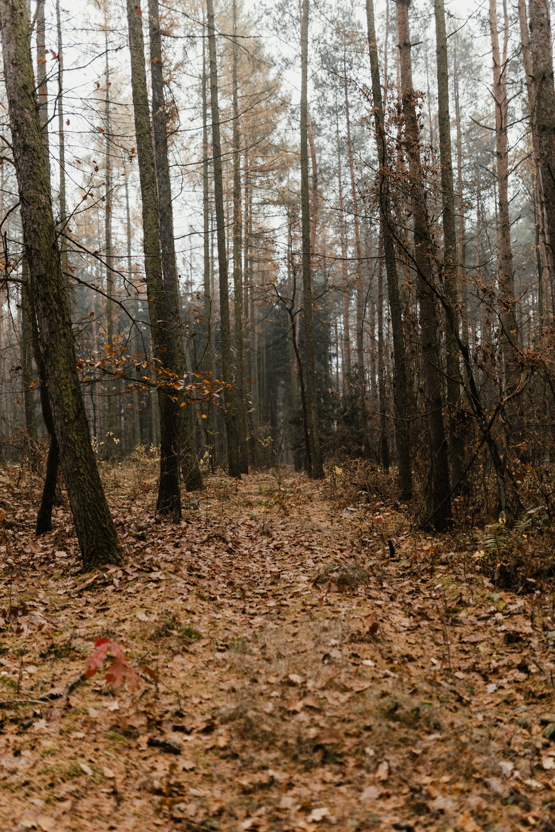 fog, autumn, woodland, day, tree trunk, plant part, tree, outdoors, no people, land, change, growth, plant, messy, non-urban scene, leaves, november, nature