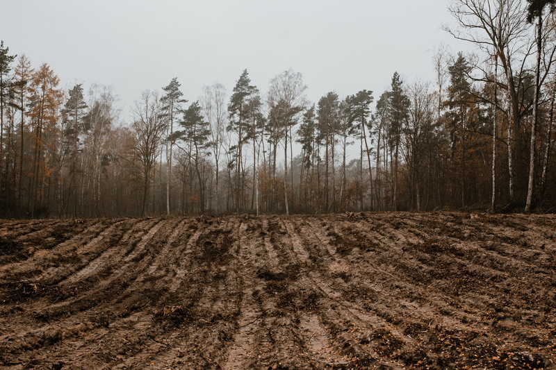 coniferous tree, environment, pine tree, fall, scenics - nature, nature, non-urban scene, november, landscape, land, pine woodland, woodland, day, tranquil scene