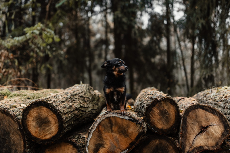 fall, land, november, nature, day, tree trunk, autumn, wood, fog, weather, environmental issues, timber, woodland, tree, heap, log, 5K, woods, plant, deforestation