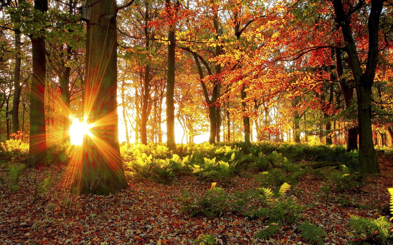 autumn, forests, light, trees, rays, 1080P, nature