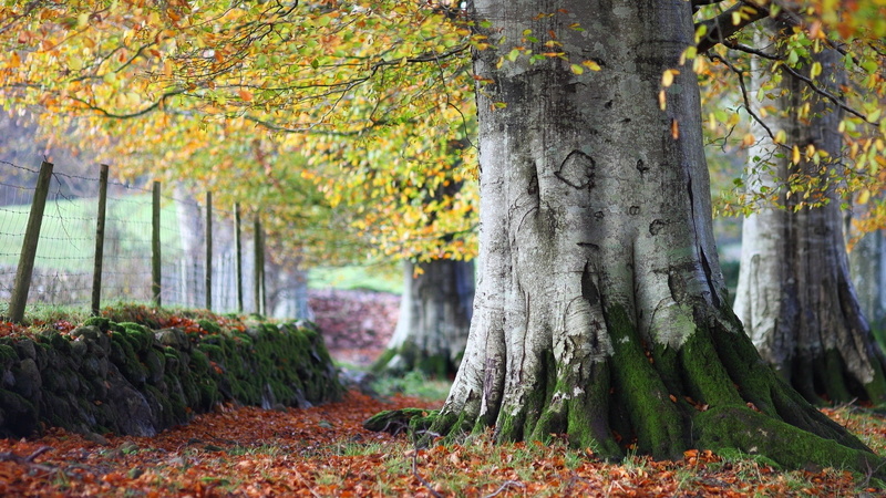 Nature, Scenery, 1080P, Leaves, Autumn, Trees