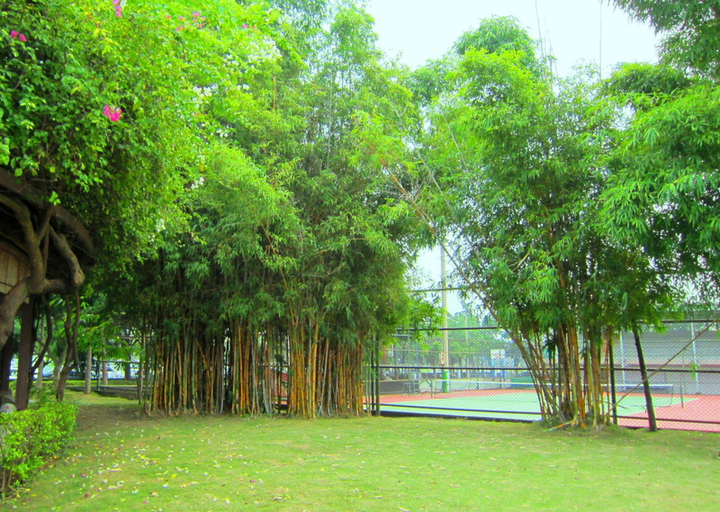 bamboo, grass, 3d and abstract, park, arbor, sports court, 1080P