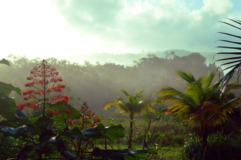 guiana, cloud - sky, 5K, tranquility, leaf, beauty in nature, outdoors, Forest, day, plant part, non-urban scene, tropical, field, natural, Rainforest