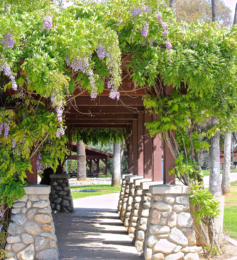 doorway, shrub, growth, outdoors, building, built structure, green color, garden, entrance, no people, wisteria, park, flowers, gazebo, patio, landscaped