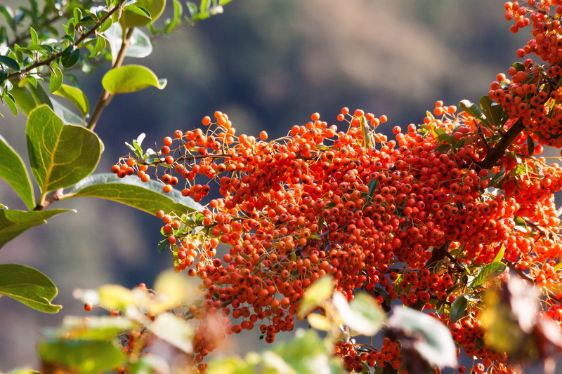 4K, growth, nature, food and drink, red, day, tree, close-up, willow arbor, leaf, freshness, plant part, no people, outdoors, change, sea buckthorn, healthy eating