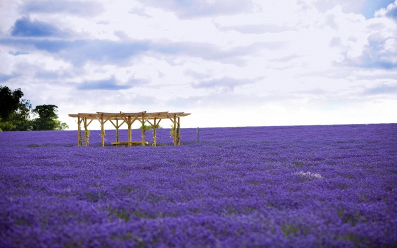 non-Urban Scene, no People, flowerbed, sky, gazebo, blue, cloud - sky, green Color, outdoors, flower, farm, meadow, sea, agriculture, flowers, crop, summer